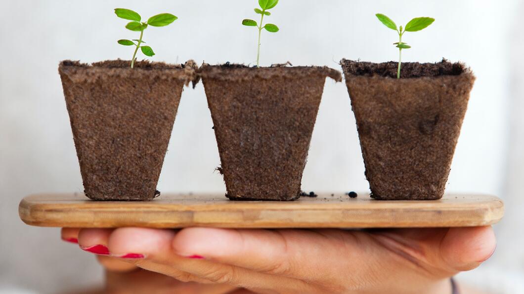 drie planten naast elkaar