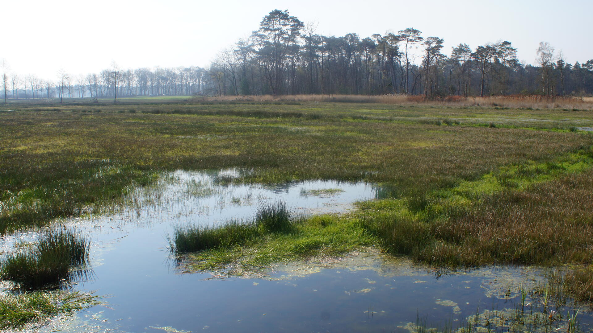 Epe in de natuur